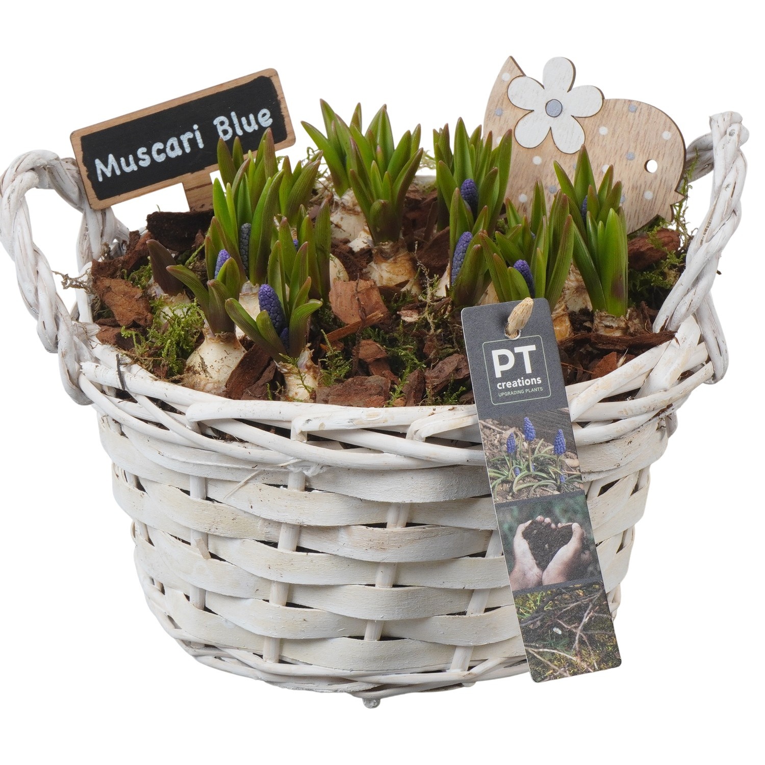 PTMB6240 Arrangement Muscari Blue in riet mand, D 20