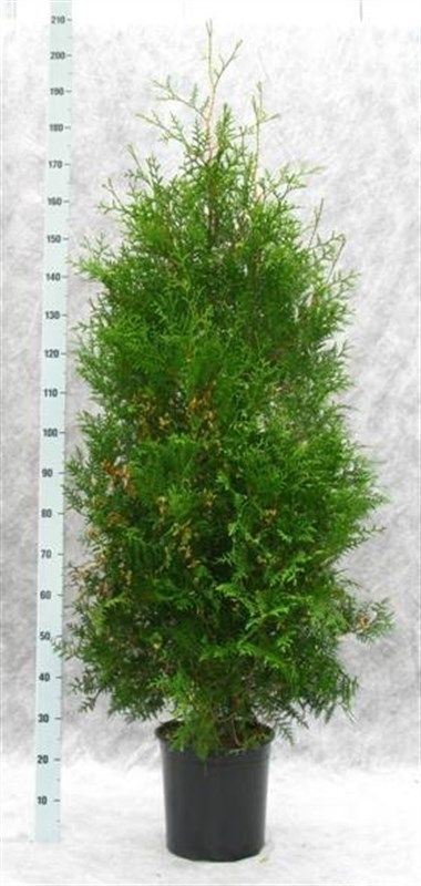 Thuja occidentalis 'Brabant', D 33