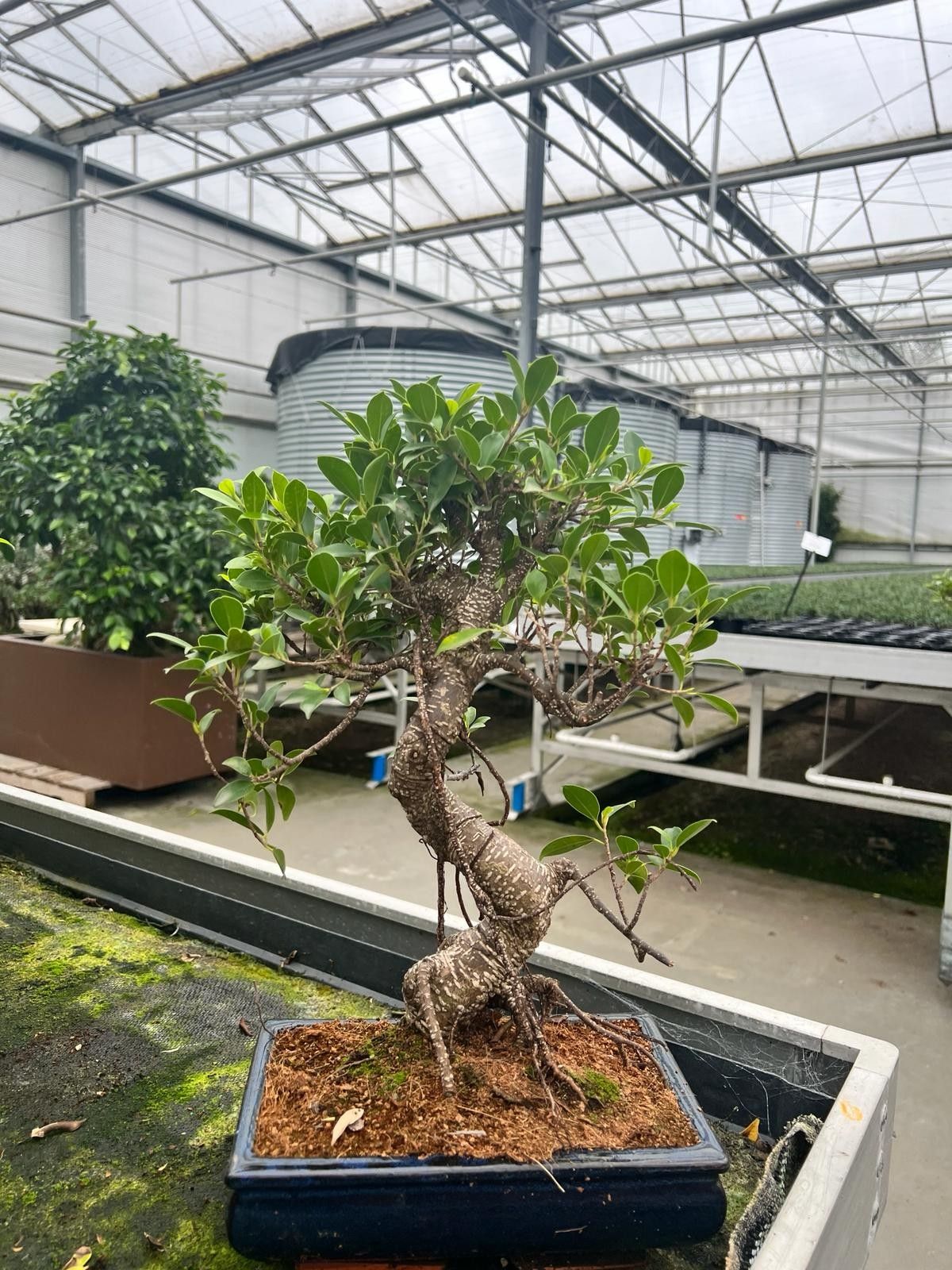 Ficus retusa, 25cm., shape, with dip tray, D 25
