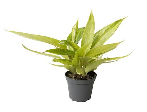 PHILODENDRON-HYBRID 'CALKINS GOLD', D 6 cm