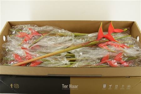 Геликония Бихай, шт.