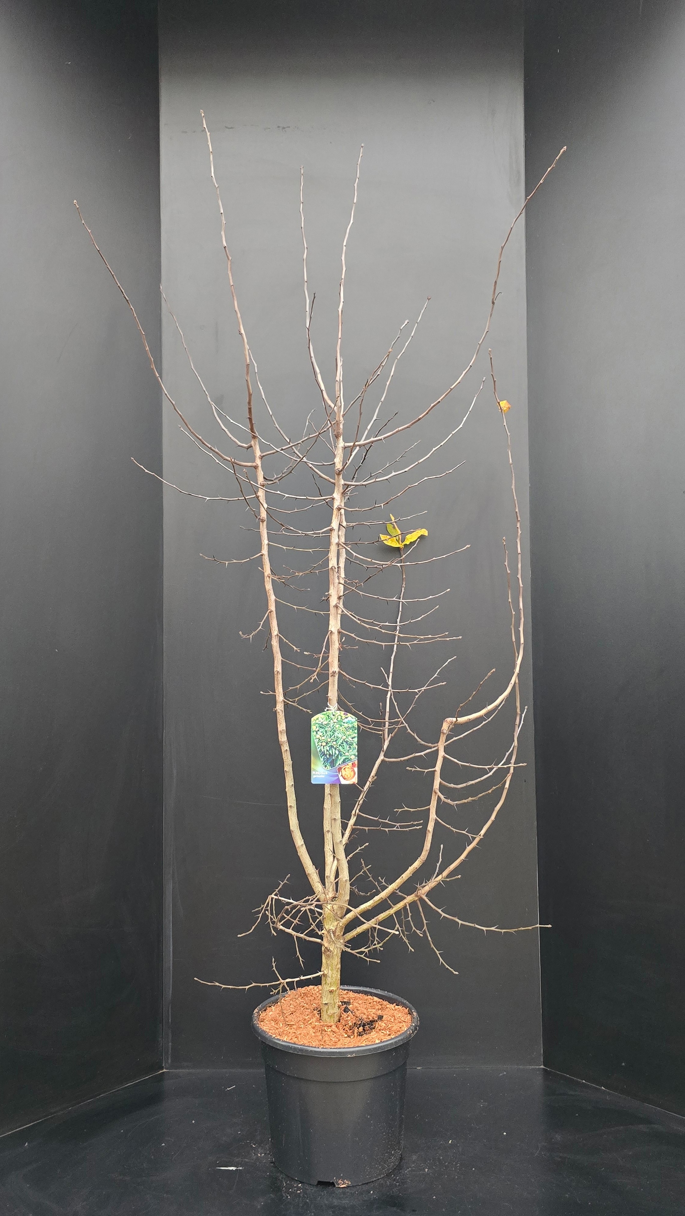 Mespilus germanica, D 34