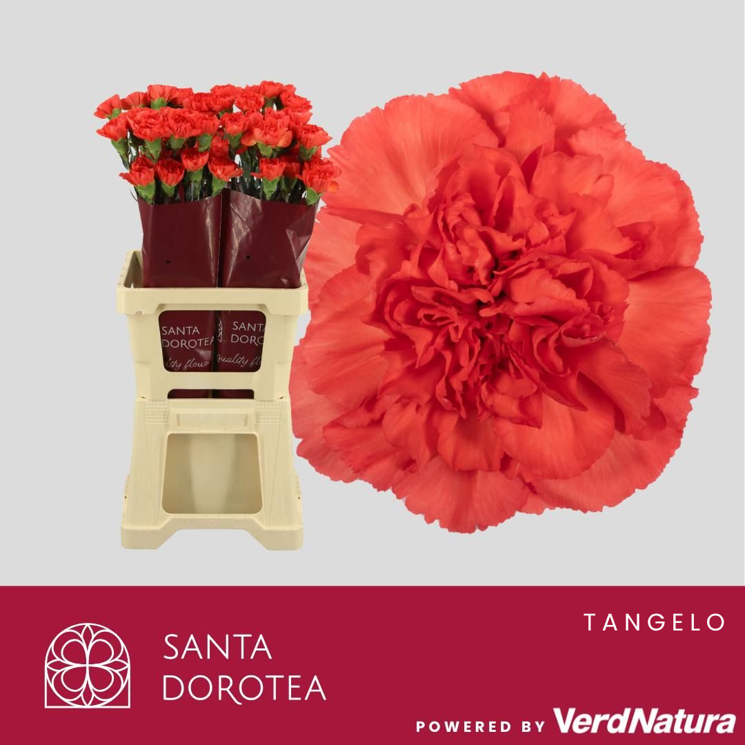 Диантус од. Овериг, шт.