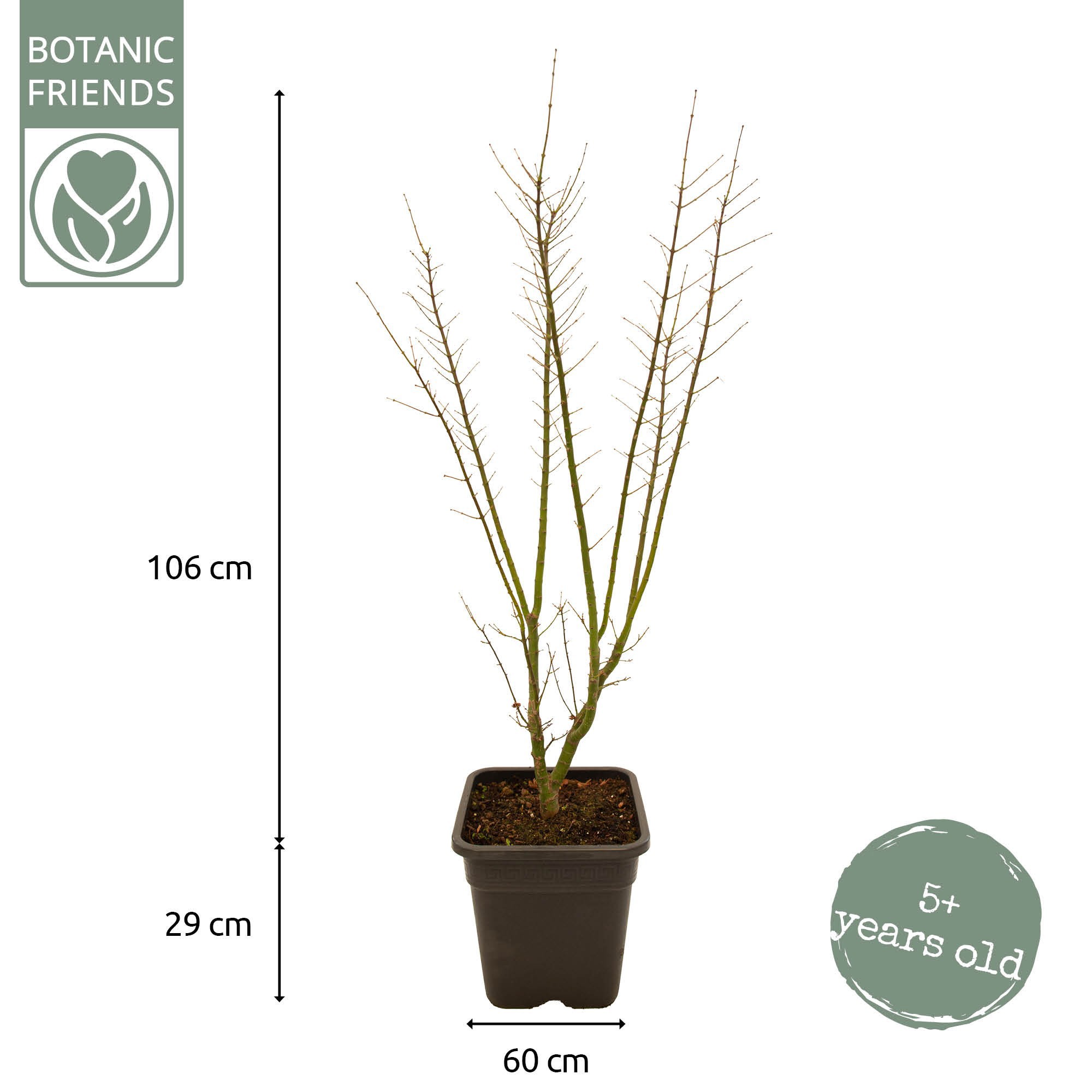 Acer palm. 'Shishigashira' VK14 PREMIUM, D 28