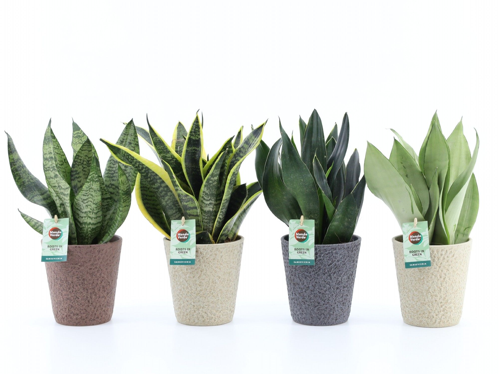 Sansevieria Mix in Nature keramiek, D 13