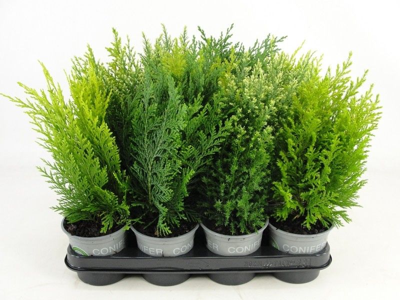 Coniferen overig gemengd, D 11 cm