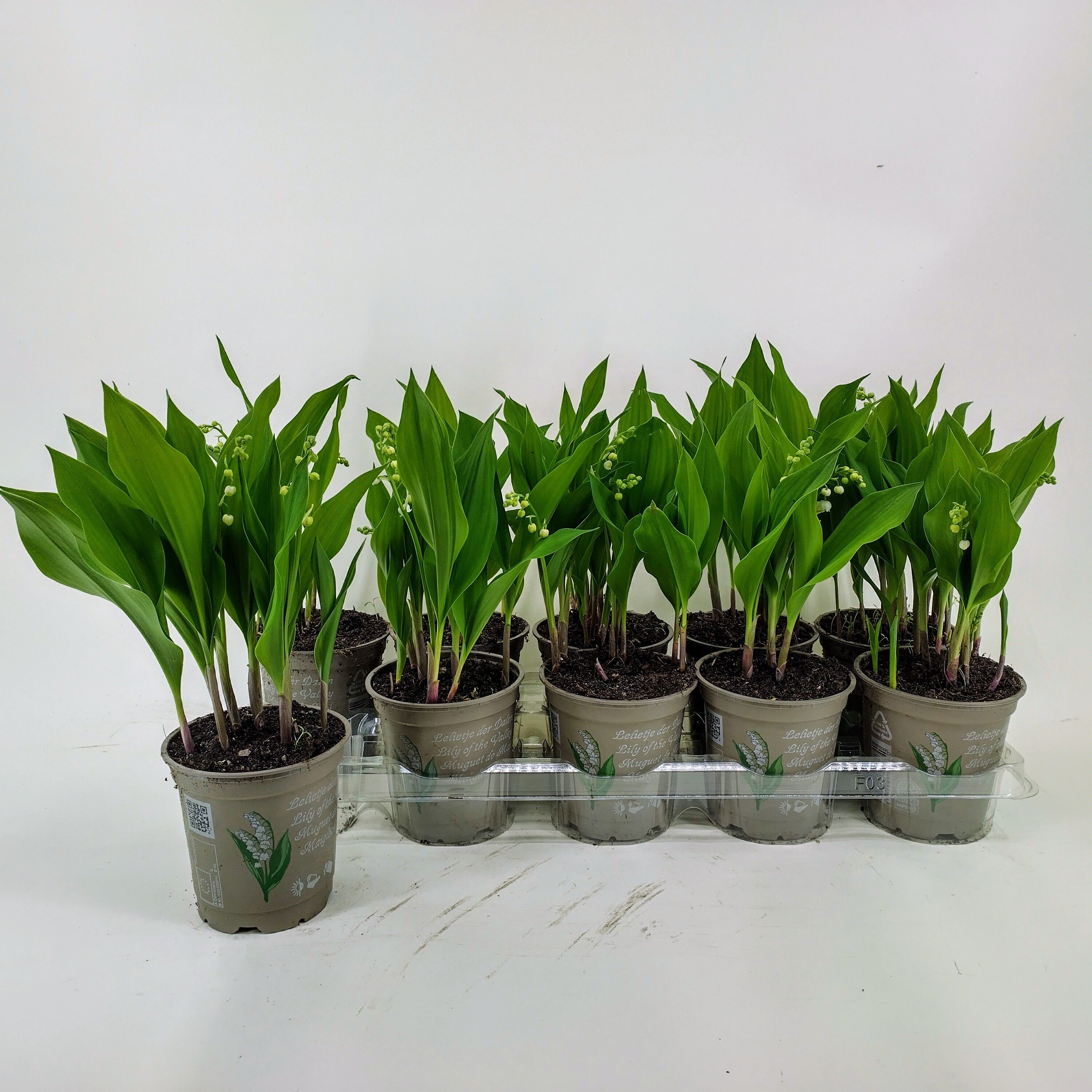 Convallaria majalis 2/3 bloem, D 12