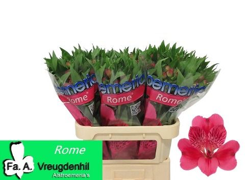 Альстромерия Рома, шт.