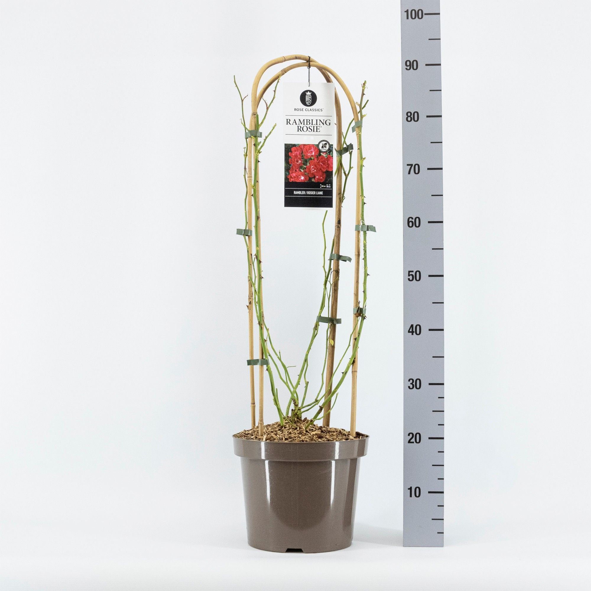 Rosa Rambler Rambling Rosie ®, C7.5, met bogen, D 26