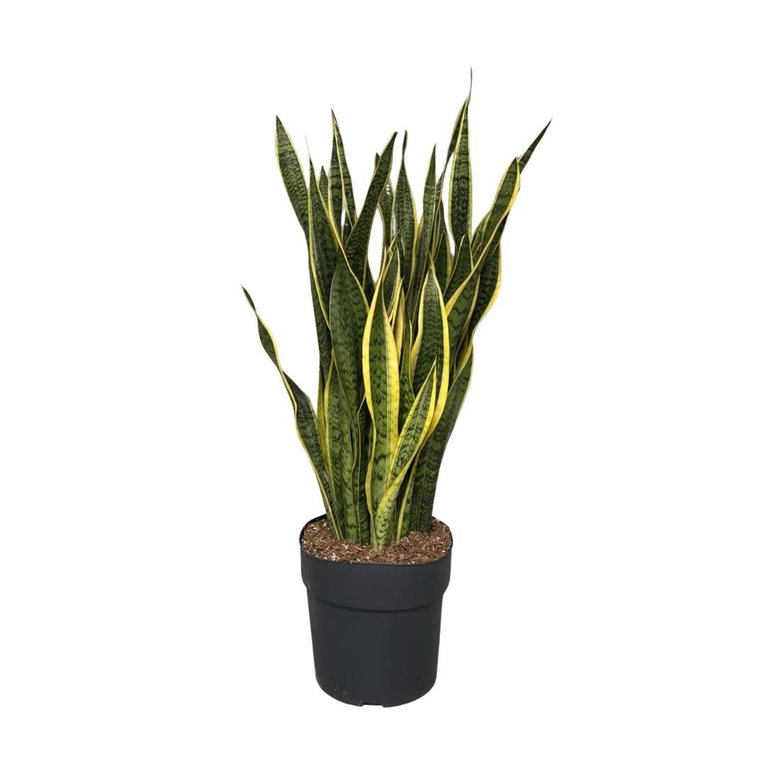 Sansevieria Laurentii, D 27