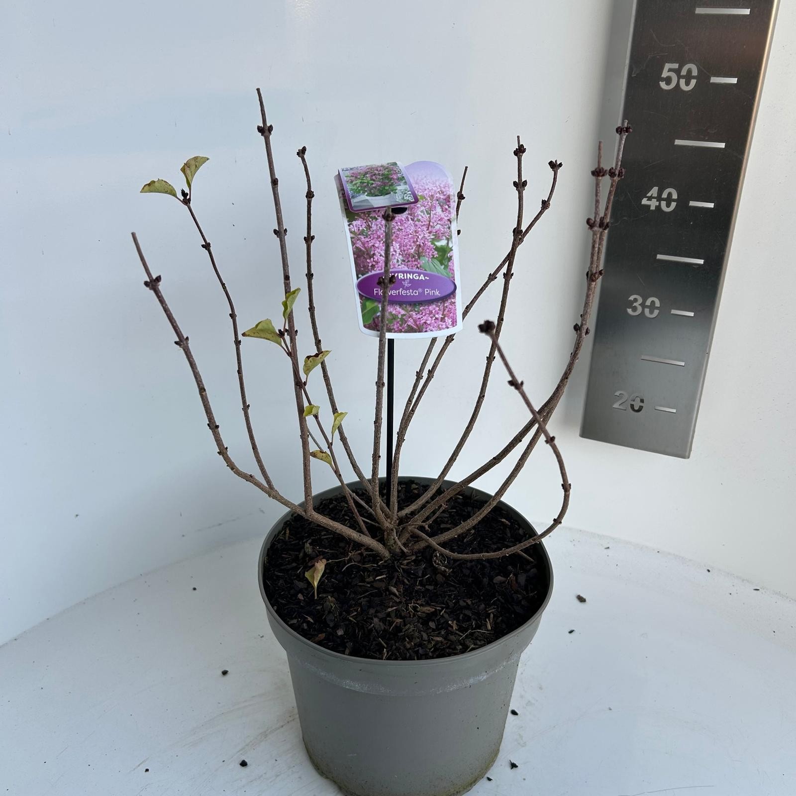 Syringa meyeri flowerfesta pink, D 23