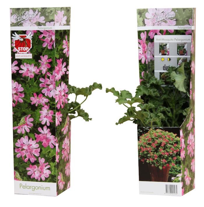 Pelargonium cr. 'Anti-Mosquito' Pink Capitatum, D 10,5