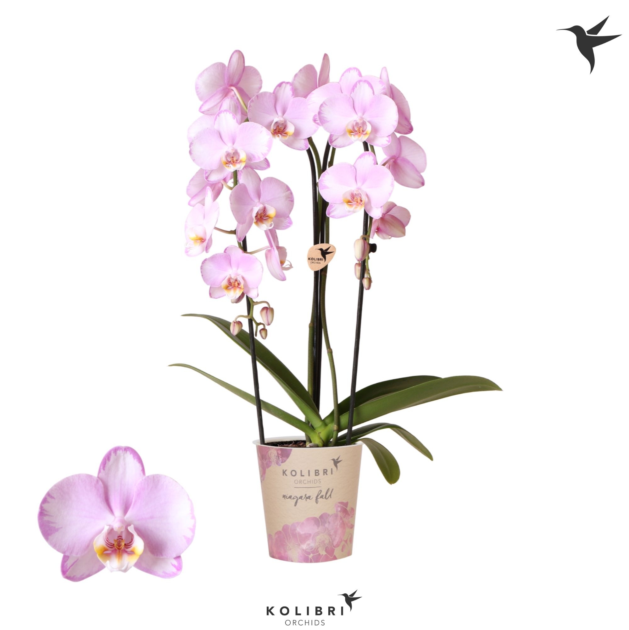Kolibri Orchids Cascade Niagara Fall pink 2 spike, D 12