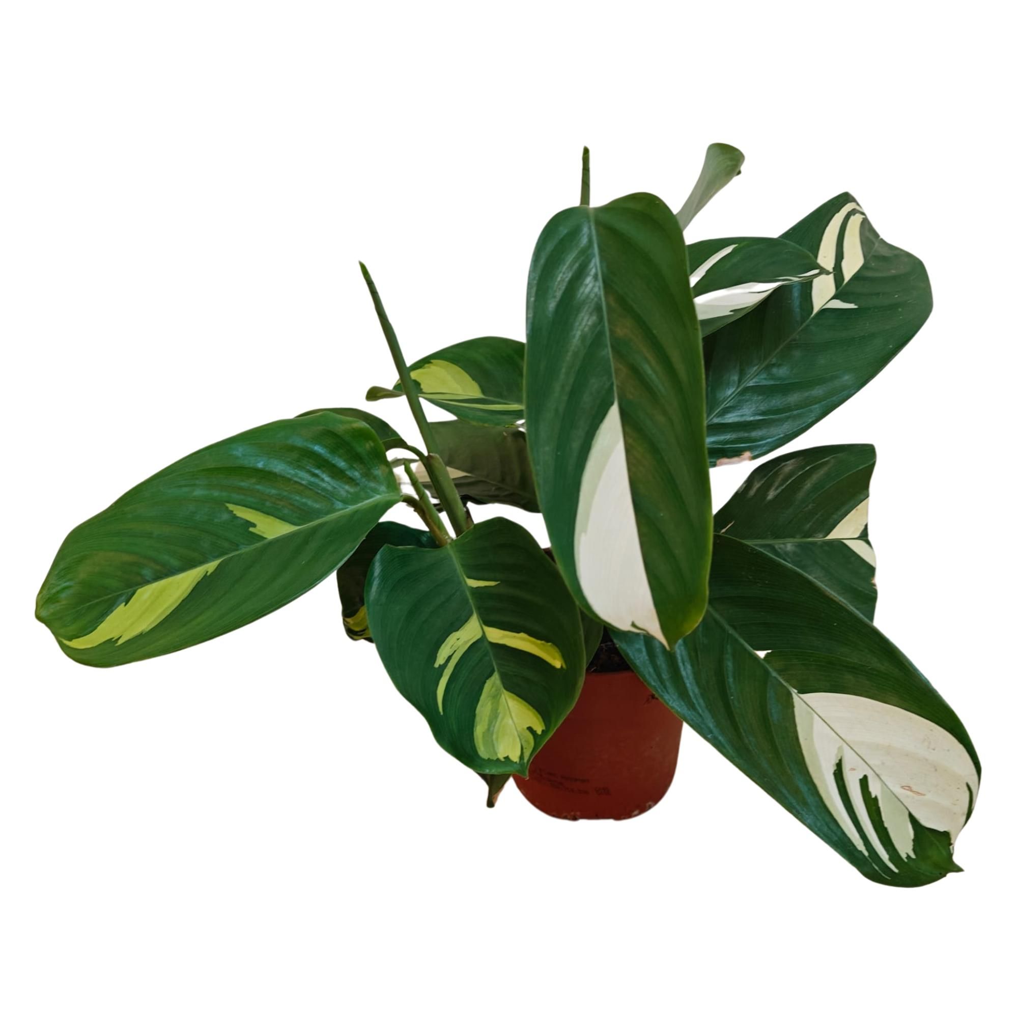 Ctenanthe Lubbersiana 'Golden Mosaic', D 12