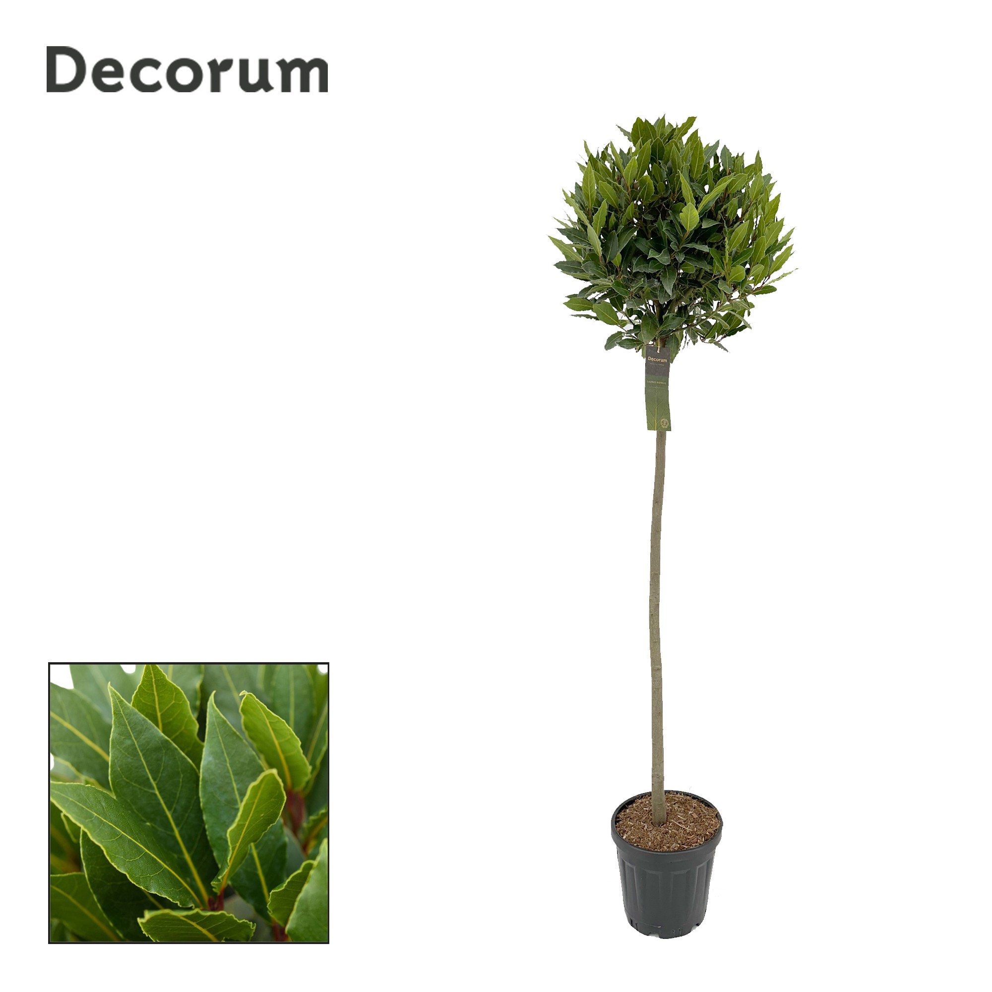 Laurus nobilis Bol op stam, D 25