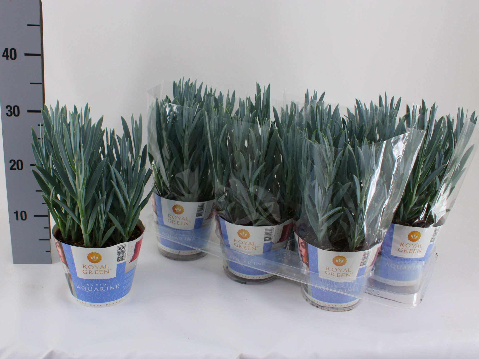 Curio mount everst potcover 15cm, D 15