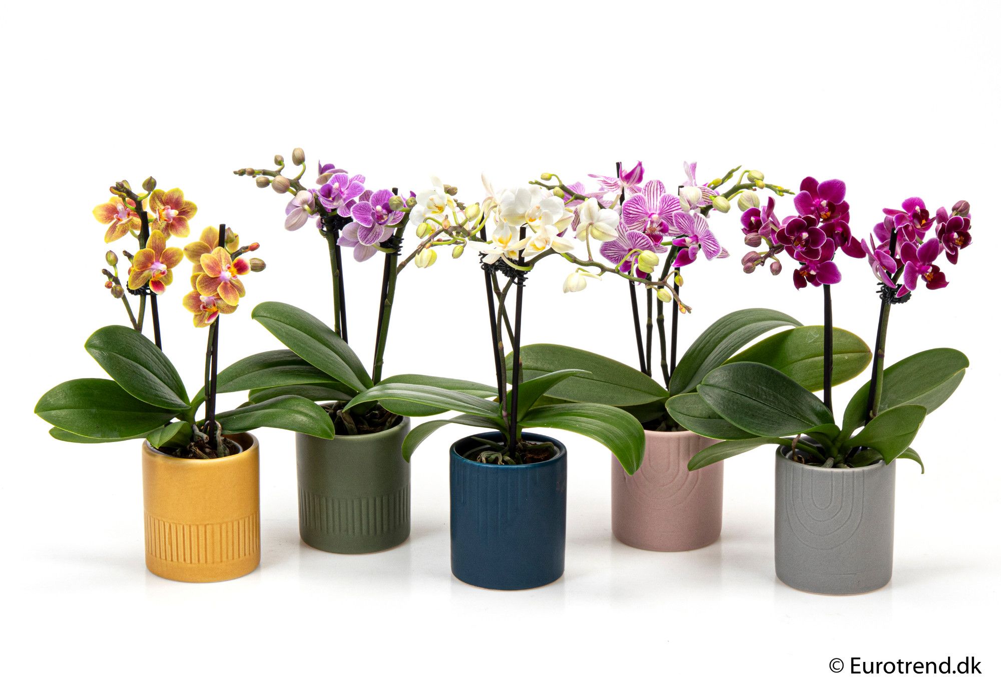 Phalaenopsis 2 spikes in ceramic - New Look 2025, D 6
