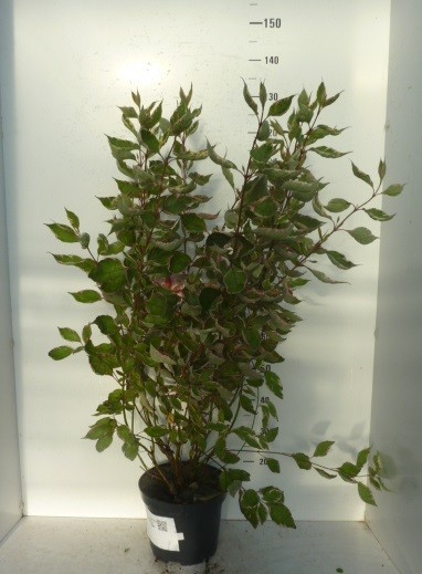 Cornus alba Miracle ®, D 27 cm