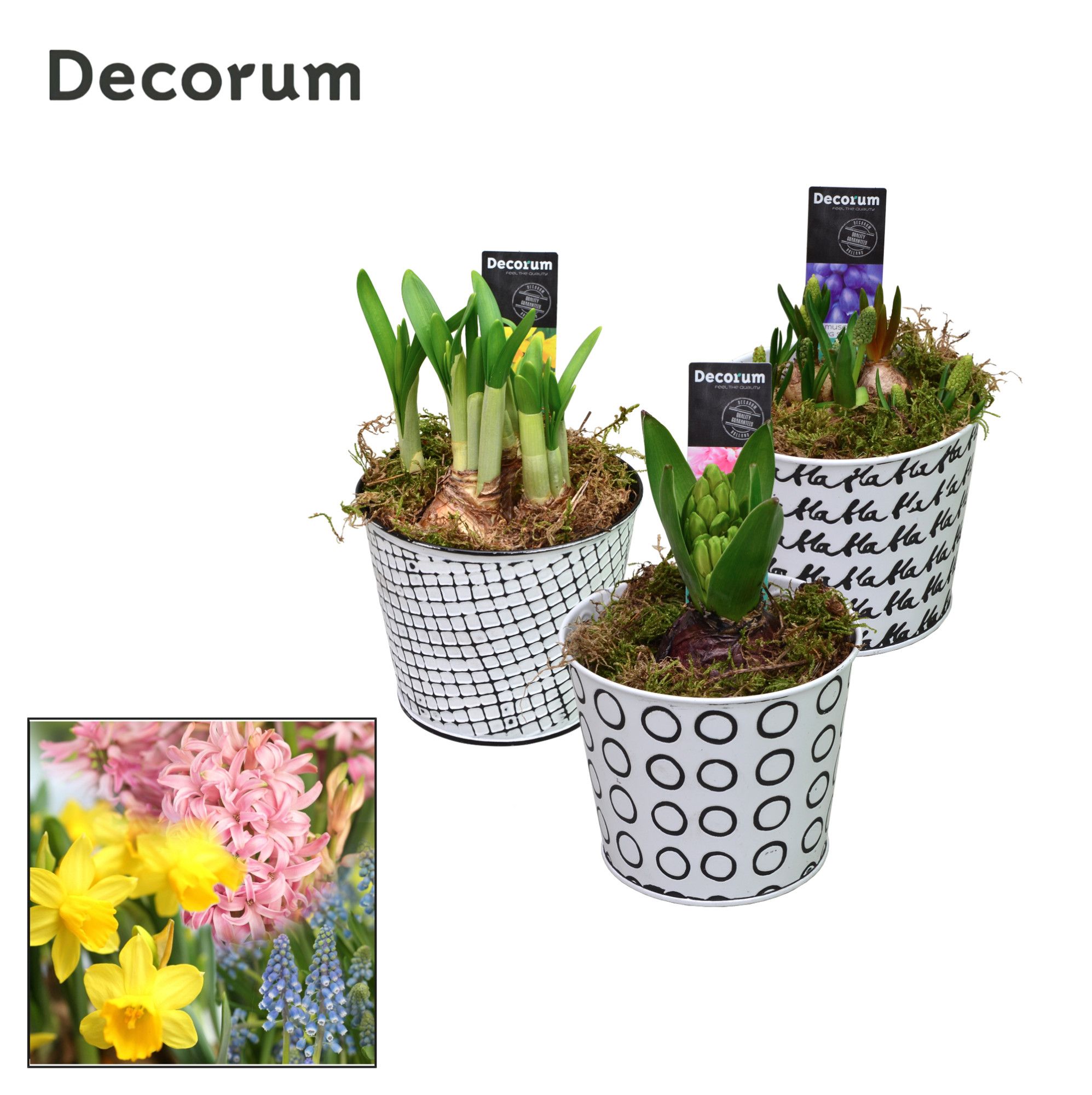 Bollenmix Doodle HL19693B, D 10