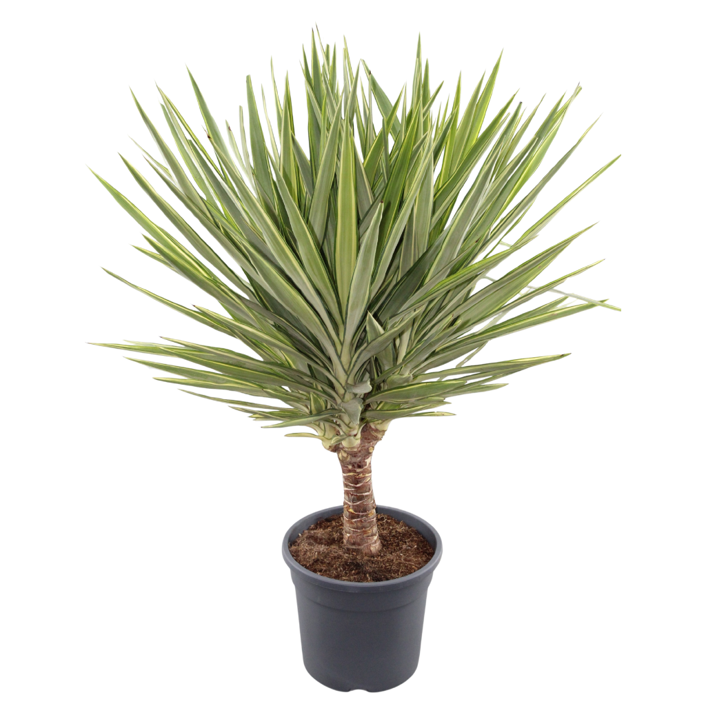 Yucca Jewel stam, D 25