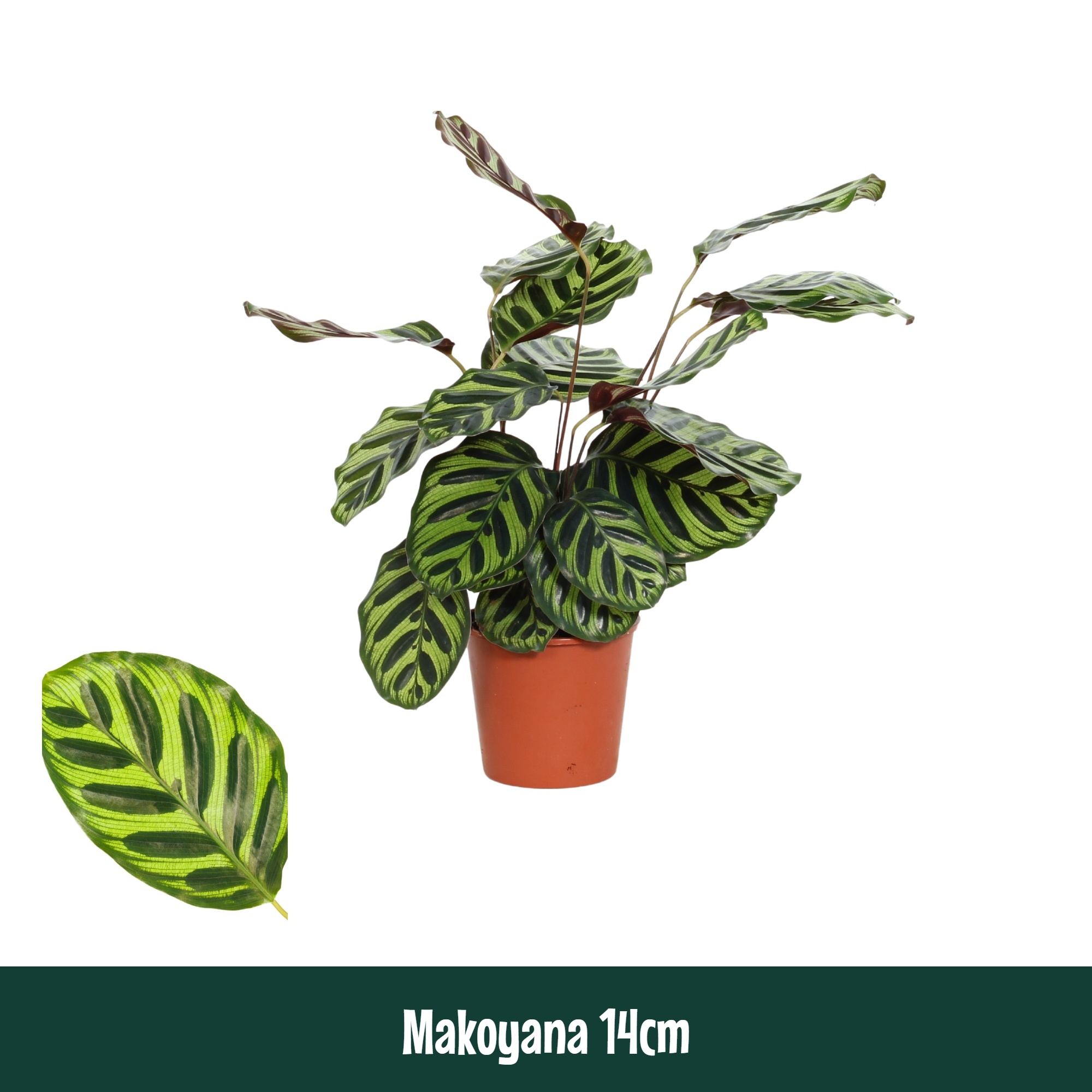 Calathea 14cm Makoyana - Living, D 14