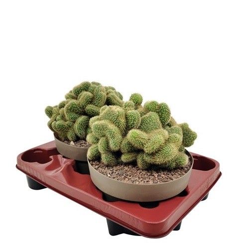 HILDEWINTERA AUREISPINA CRESTATA - BOWL Ø 20 - TRAY 2 PCS (CACTUS), D 20 cm