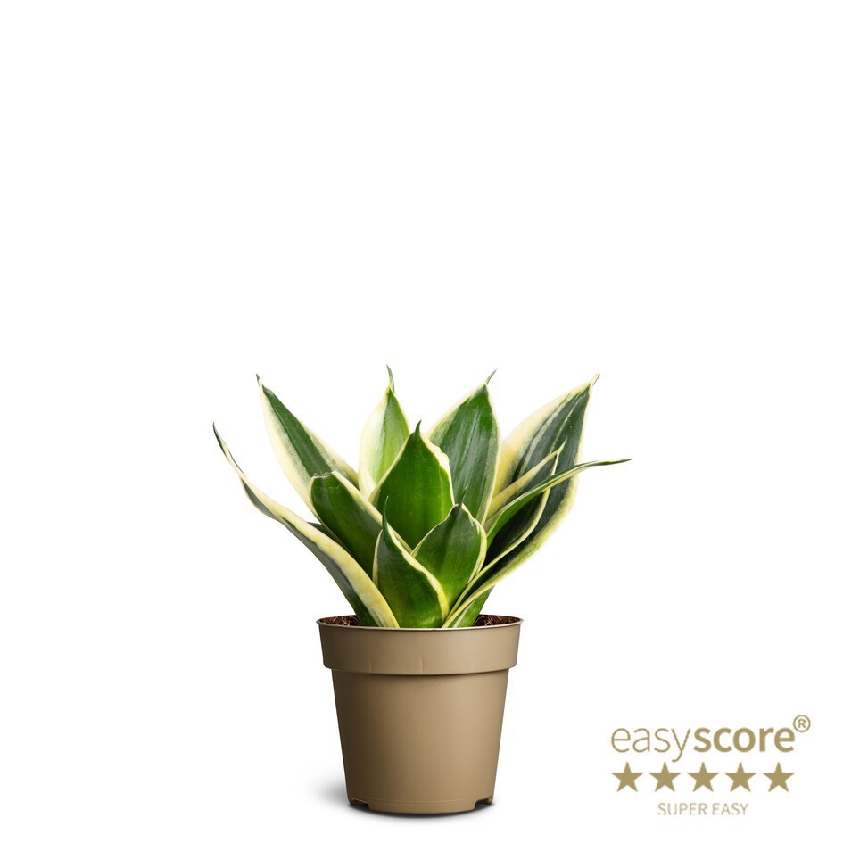 SANSEVIERIA TRIFASCIATA 'HAHNII', D 9