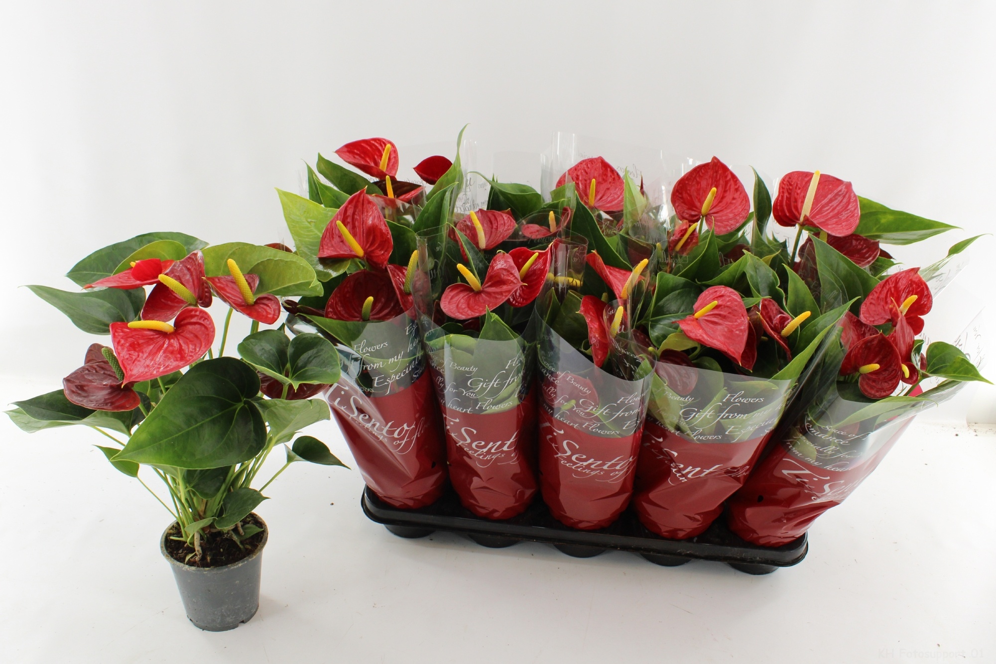 Anthurium Succes Red 12 cm, D 12