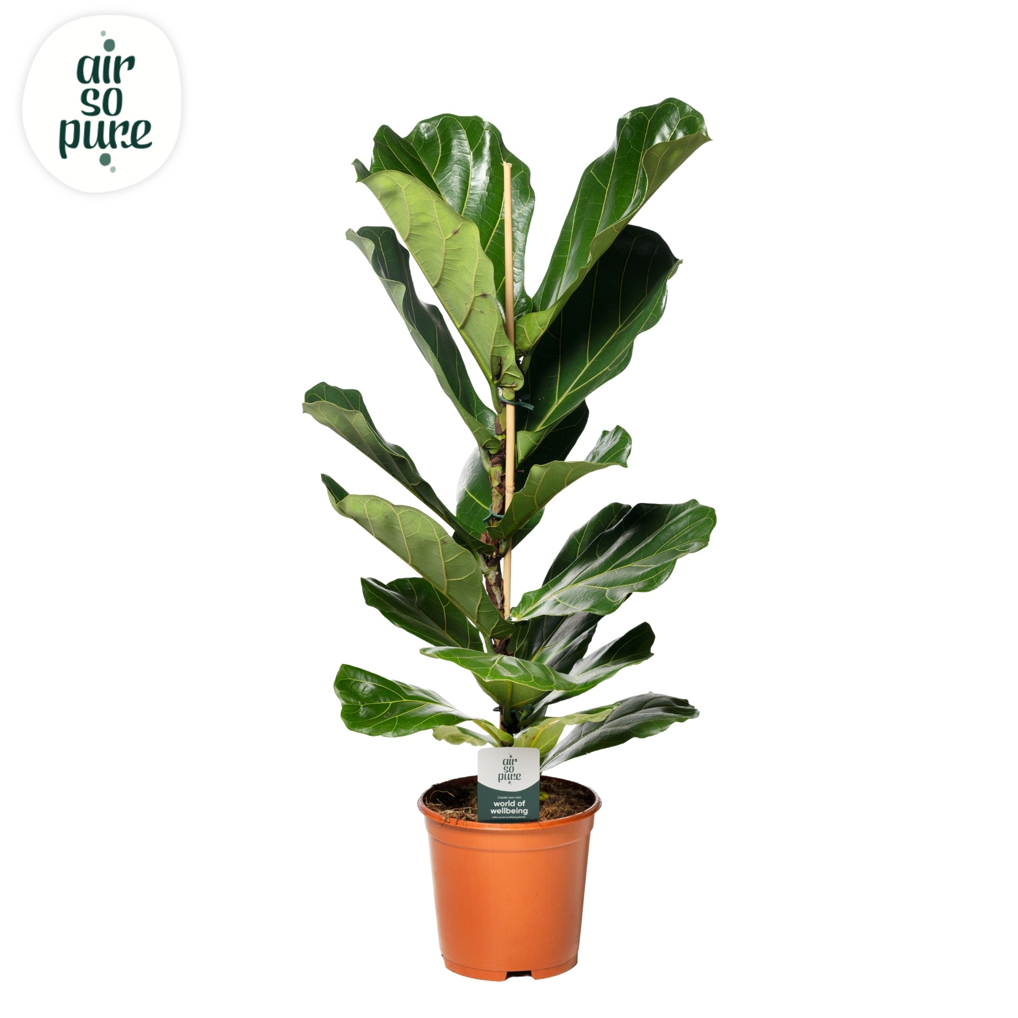 Ficus Lyrata p21 (Air so Pure), D 21