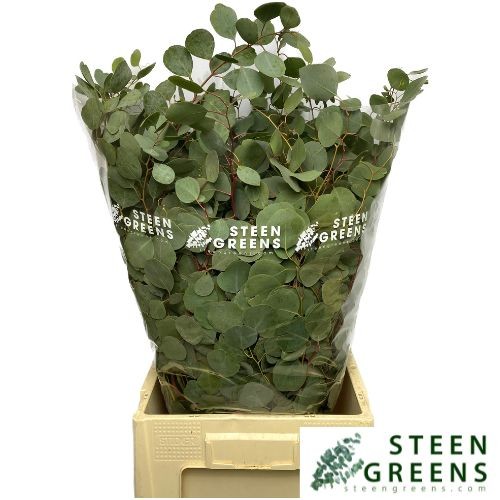 Эвкалипт Палиантемос за пучок 65, пуч.