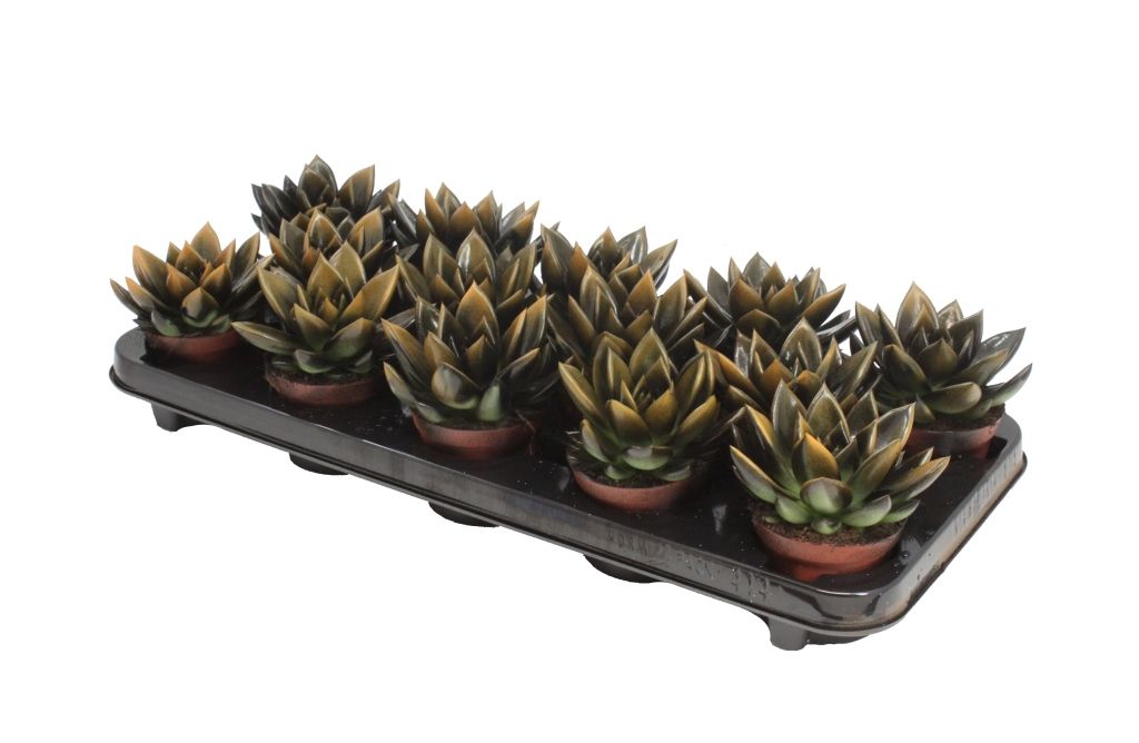 Miranda bicoloured black/orange, D 8,5