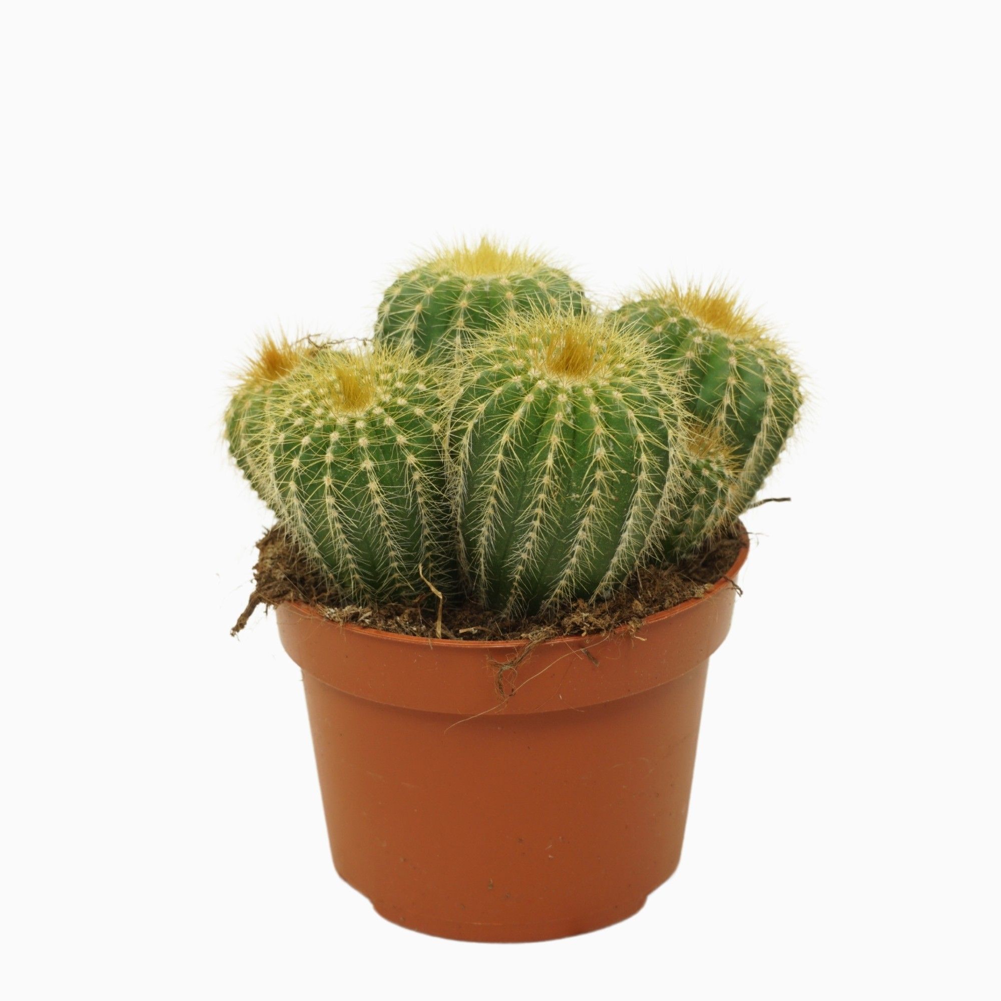 Eriocactus warasii groep 10,5 cm, D 10,5