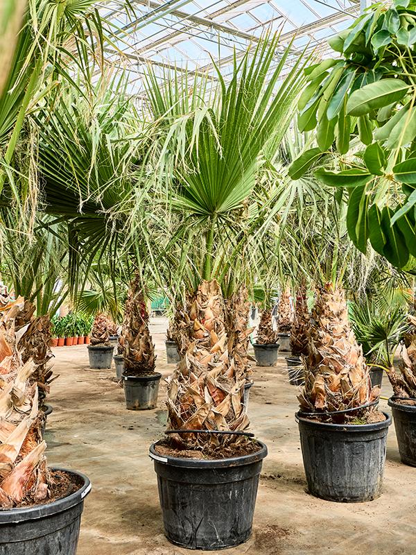 Washingtonia filifera (250-350), D 65