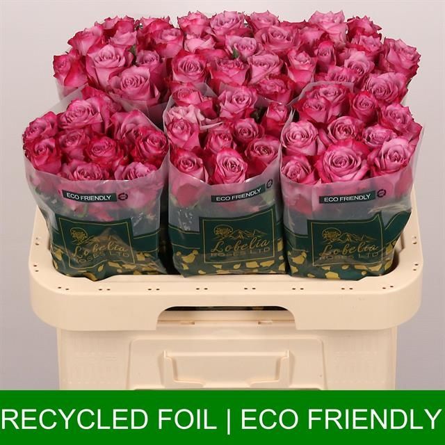 Роза од. Дип Перпл 60, шт.