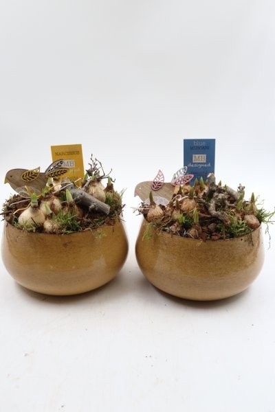 Bollen, gouden schaaltje M; mix, D 18