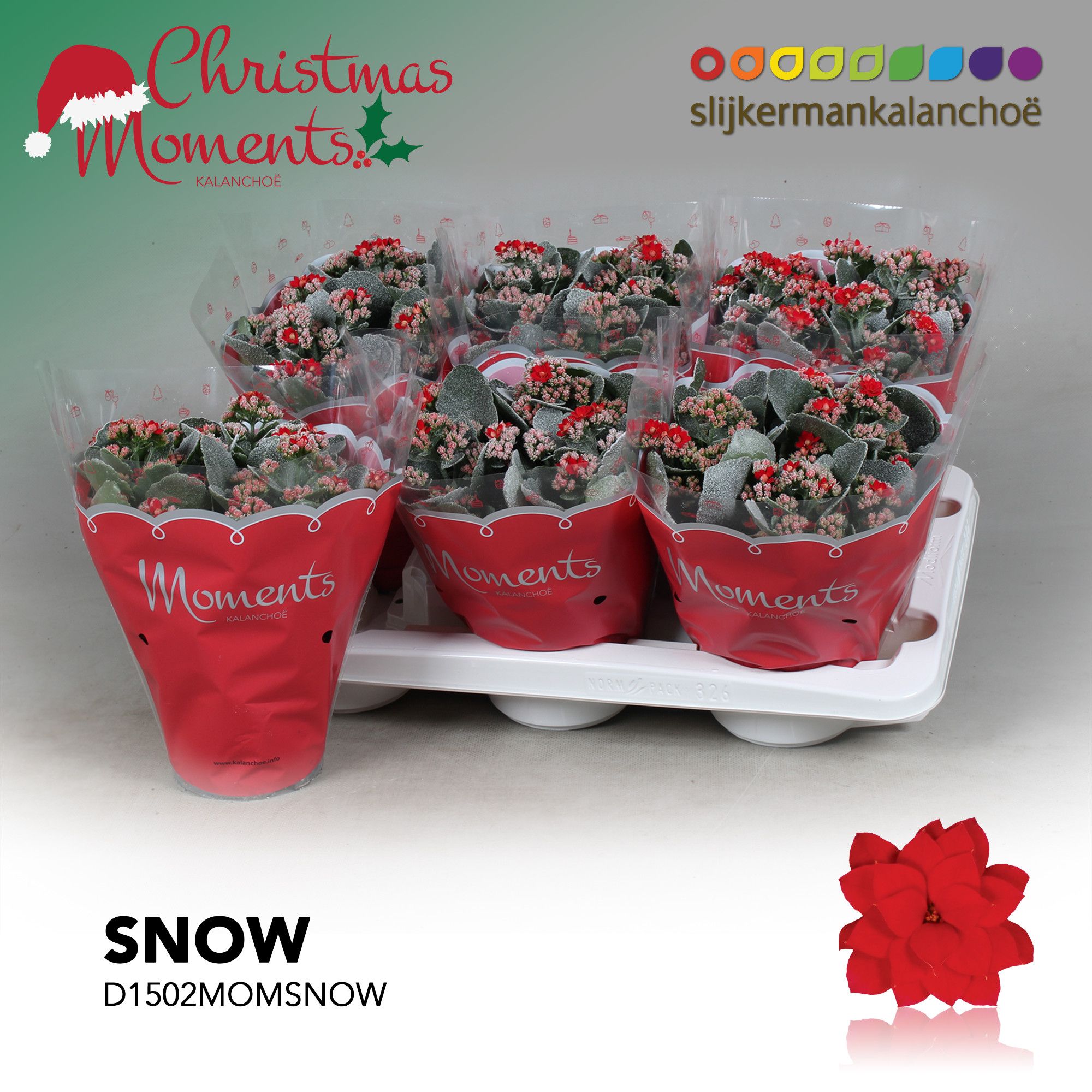 Kalanchoe Moments - Red with snow/sneeuw - kerst, D 15 cm