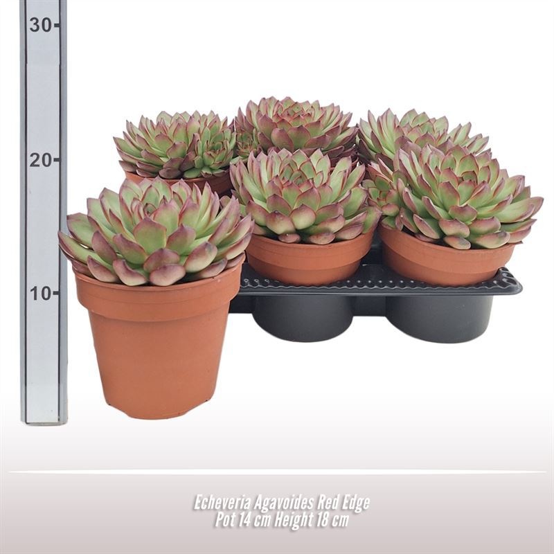 Echeveria Agavoides Red Edge, D 14