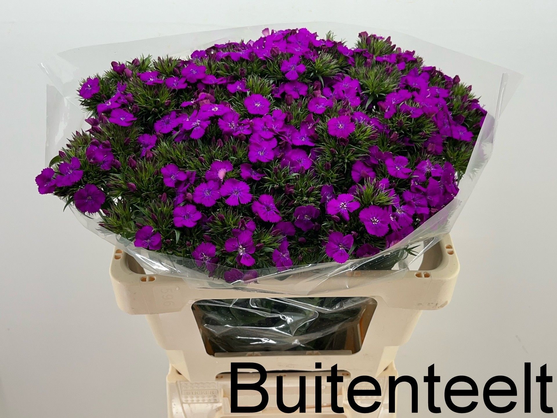 Диантус Барбатус Амазон Неон Перпл 55, шт.