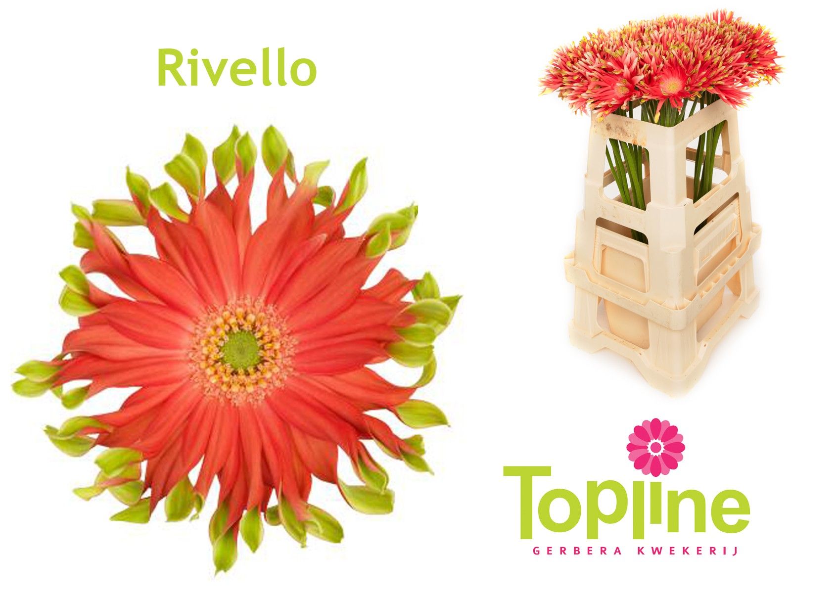 Гербера Пастини Ривелло, шт.