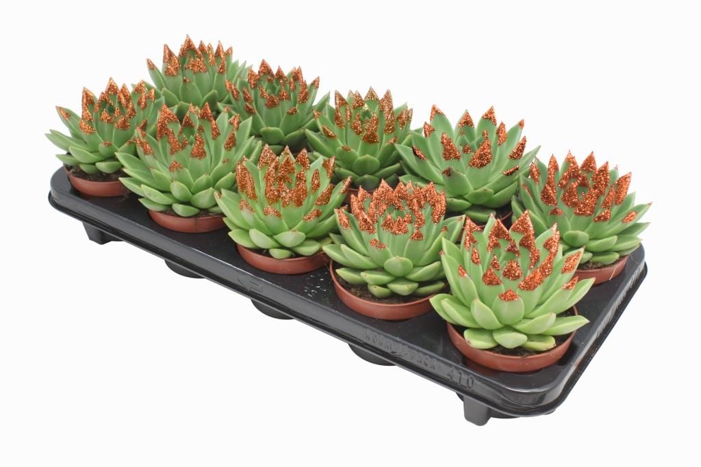 Miranda + bronze Natureglit® points, D 10,5