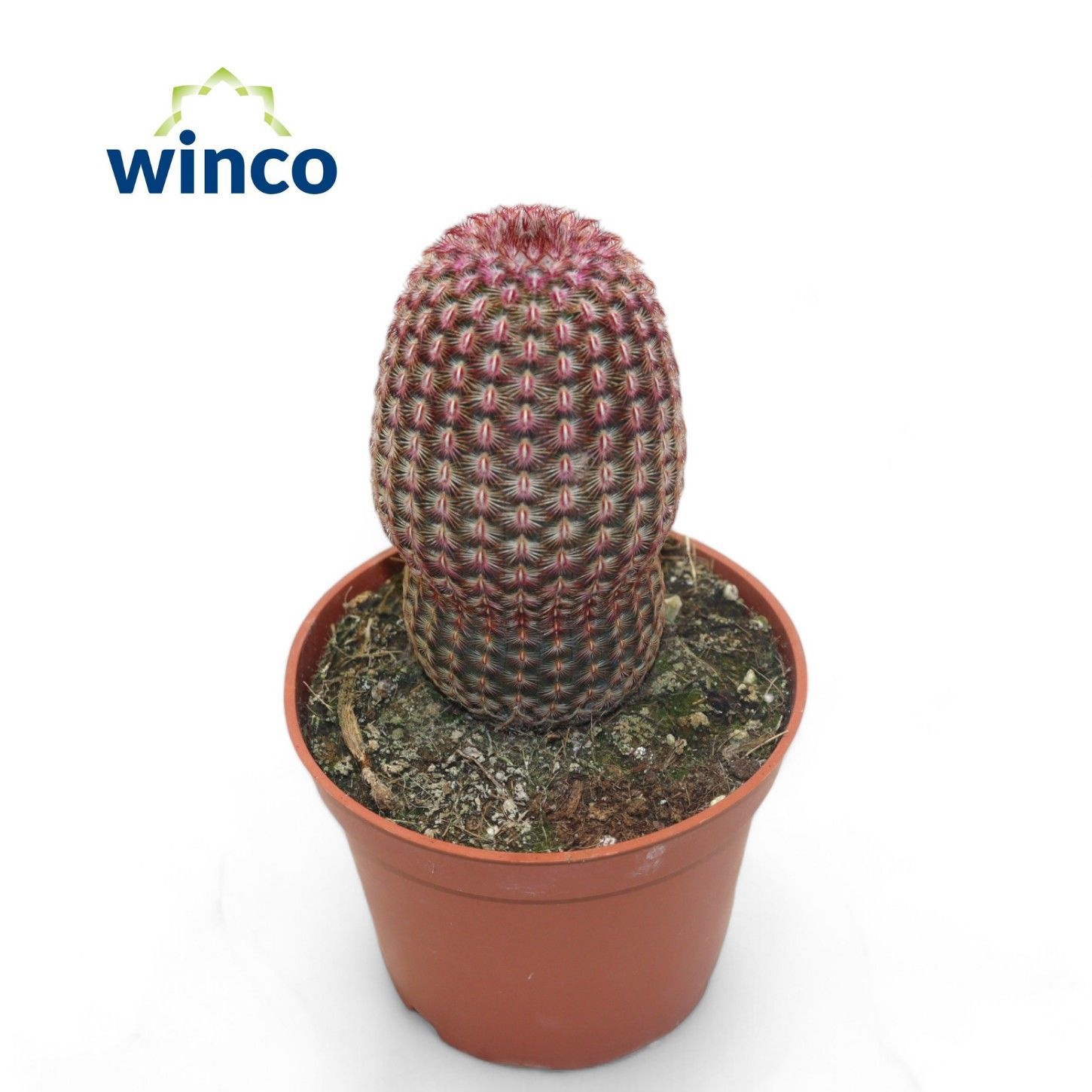 Echinocereus Pectinatus Rubrispinus, D 13 cm