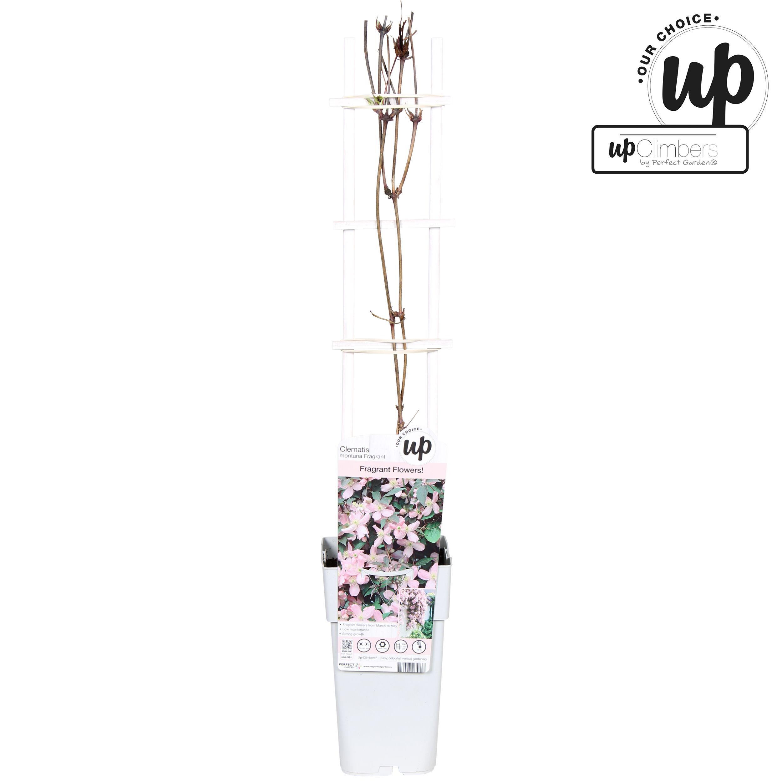 Clematis Montana Fragrant P15, D 15