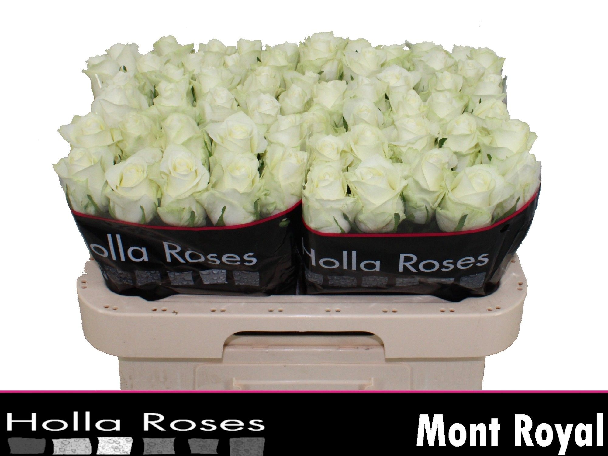 Роза од. Мон Рояль 60, шт.