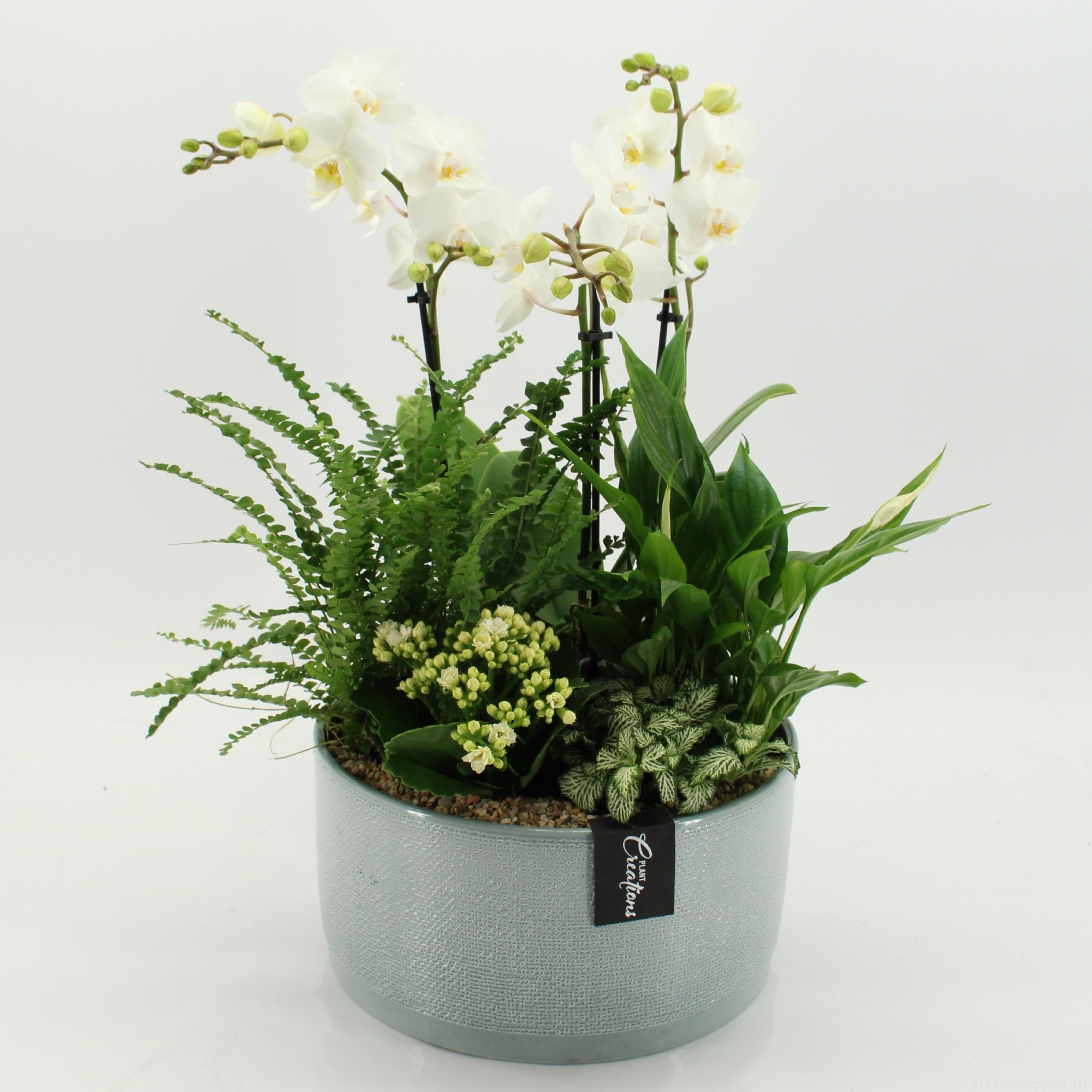 PHAL-2663W Phalaenopsis creatie, D 26