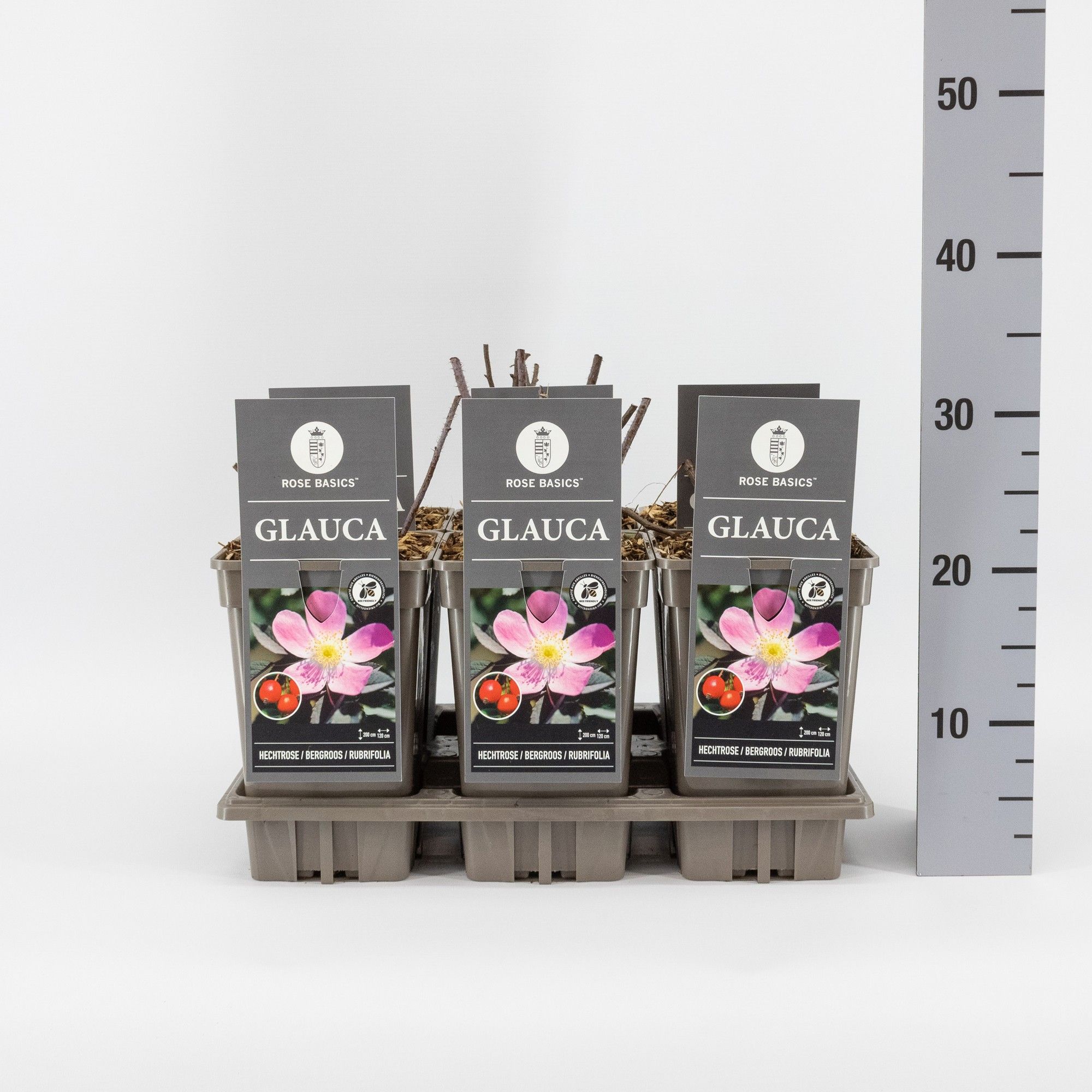 Rosa glauca, C3, D 17 cm