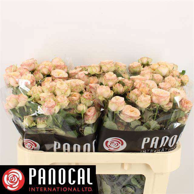 Роза куст. Джентл Трендсеттер 70, шт.