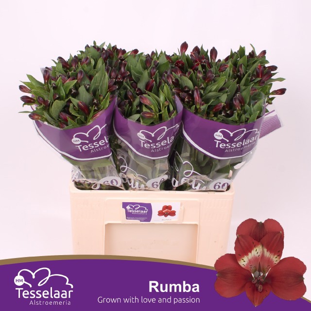 Альстромерия Румба (красн.), шт.