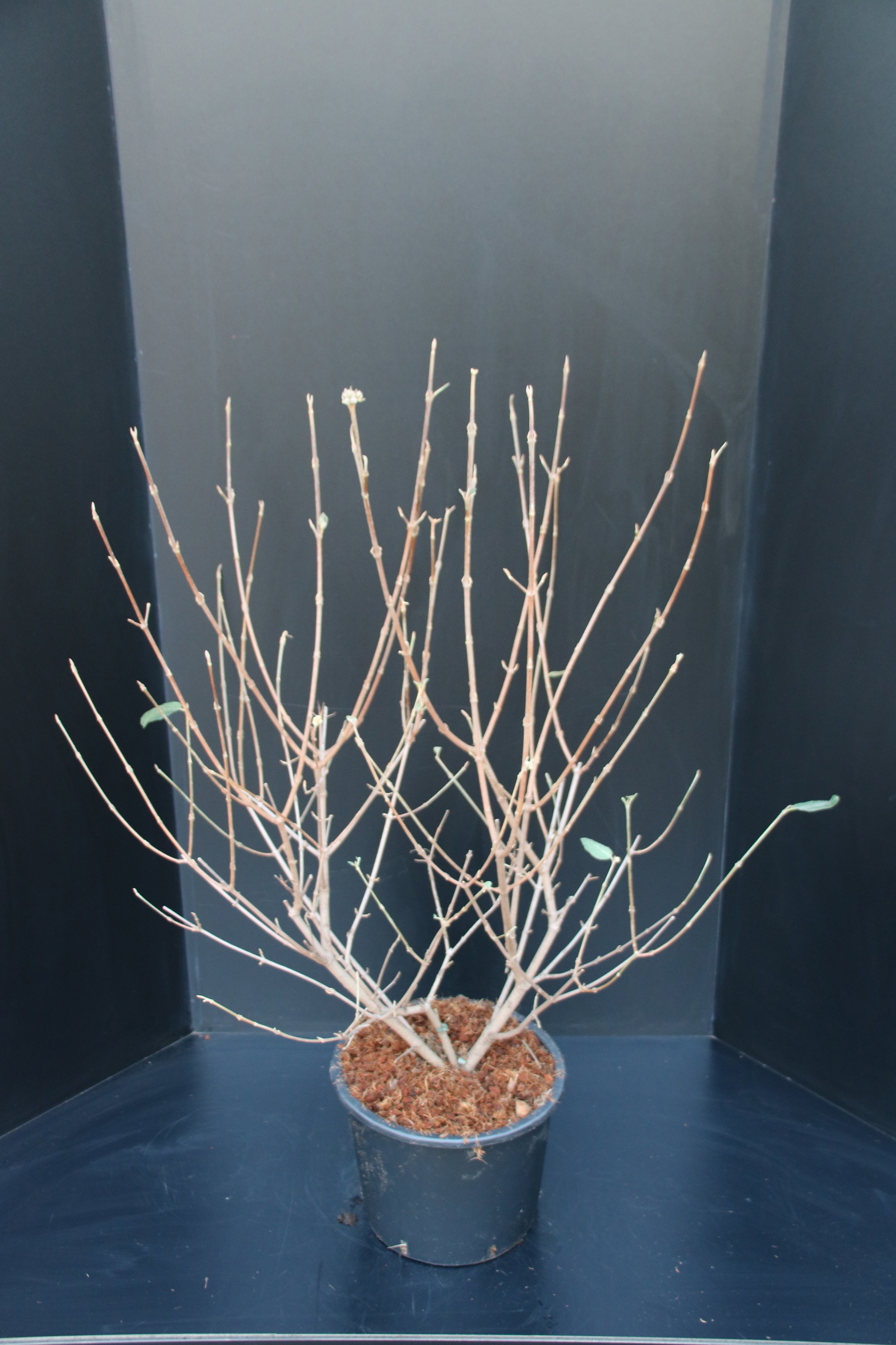 Viburnum carlcephalum, D 32