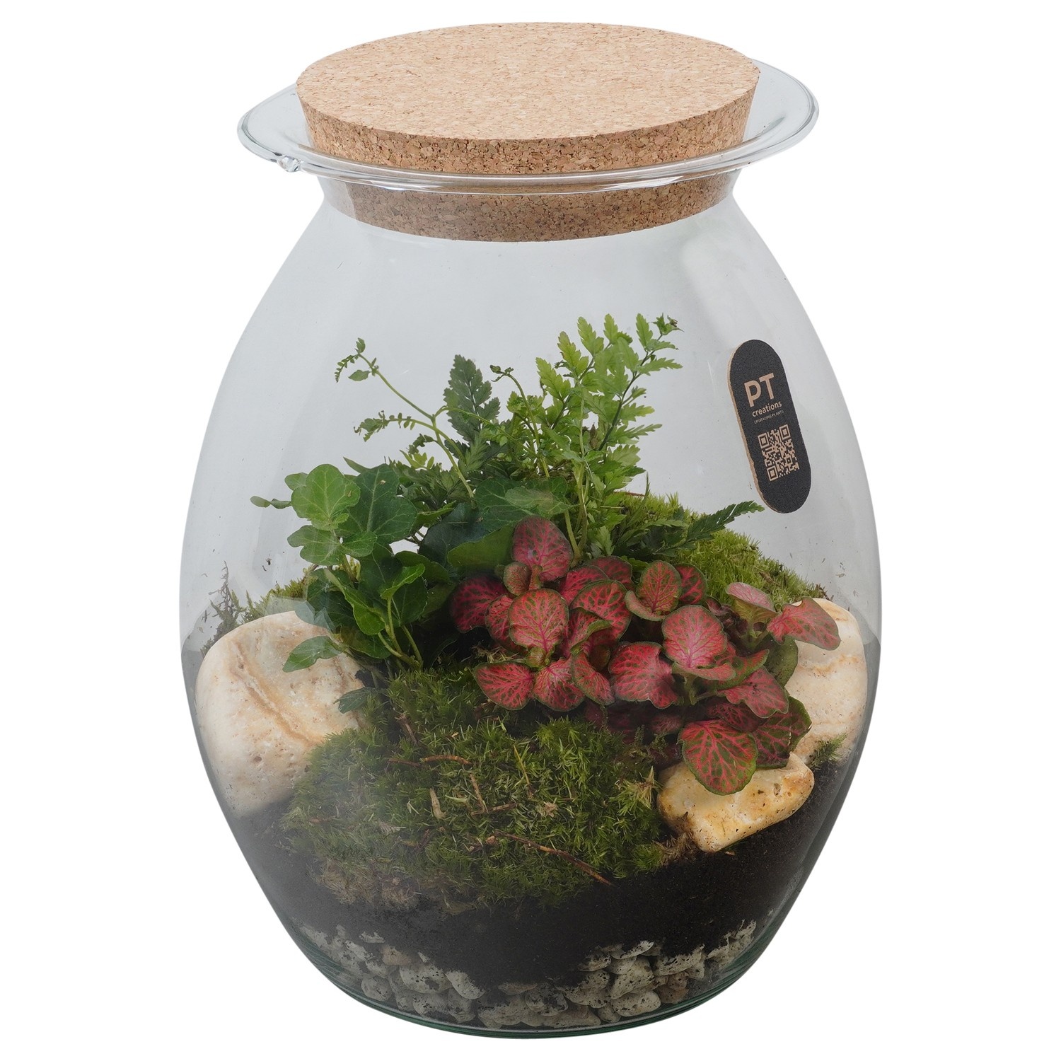 PTTER8142 Arrangement terrarium in glazen terrarium, D 22
