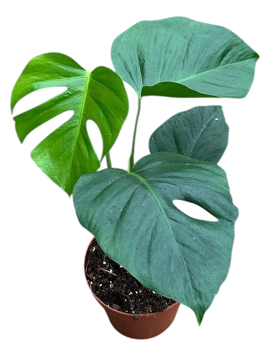 Monstera Sierrana, D 17